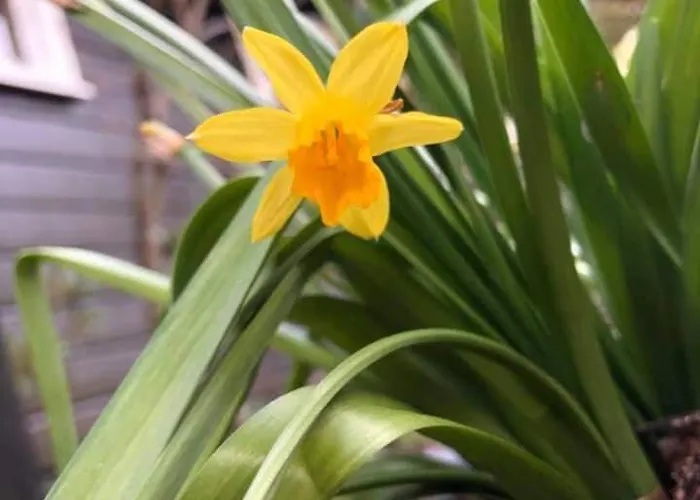 1 Solasen Konukevi *